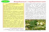 37 Raphanus raphanistrum - pia · PDF filediano spesso luogo a piante che possono apparire diverse. Il Raphanus raphanistrum L., pianta originaria da cui è stato ottenuto il