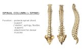 SPINAL COLUMN (= SPINE) - COACH IWAN · PDF fileSPINAL COLUMN (= SPINE) Function: - protects spinal chord - support (“stabile“, springy, flexible support) ... Peterpan Created
