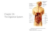 Chapter 24: The Digestive System - · PDF fileThe Digestive System •Gastrointenstinal (GI) –mouth, pharynx, esophagus, stomach, small intestine, and large intestine •Accessory