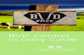 BVD Control in Dairy Cattle - MSD Animal  · PDF file1 Working to free New Zealand cattle farms from BVD BVD Control in Dairy Cattle
