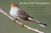 Week 41. His Eye Is On the Sparrow -   · PDF fileHis Eye Is On The Sparrow. How ‘personal’ is God? (Does He have a plan for my life?) Part 6