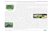 Agurkų auginimo technologija - · PDF fileAgurkų auginimo technologija Aistra inovacijoms 2 Prisilaikant išdėstytų auginimo sąlygų iš 1 m2 gaunamas 25-30 kg trumpa - vaisių