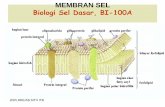 MEMBRAN SEL -   · PDF file2005,RRE/AB,SITH ITB MEMBRAN SEL Biologi Sel Dasar, BI-100A