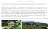 Langkawi (Malaysia), 13 18 March 2017 - CloudBirders · PDF fileKilim Geoforest Park from Tanjung Rhu beach Greater racket-tailed drongo - Wat Koh Wanararm Saturday 18 March – Gunung