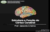 Estrutura e Função do Córtex Cerebral - Gerardo Cristinogerardocristino.com.br/aulas/est_func_cortex_cerebral.pdf · FACULDADE DE MEDICINA/UFC-SOBRAL MODULO SISTEMA NERVOSO NEUROANATOMIA