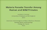 Malaria Parasite Transfer Among Human and Wild Primates · PDF fileMalaria Parasite Transfer Among Human and Wild Primates ... may belong to the ovale group. ... disease of malaria