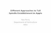 Different Approaches to Tall Spindle Establishment in · PDF fileDifferent Approaches to Tall Spindle Establishment in Apple ... Slender Spindle are short trees-earliest HD Systems
