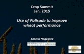 Use of Palisade to improve wheat performance - Microsoft of Palisade to improve wheat performance ... Dâ€™Arcy wheat Bartle wheat . Palisade Strip trials, ... PowerPoint Presentation