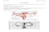 L’ovogenèse - santepublique- · PDF fileL’ovogenèse L’ovogenèse est le processus permettant la production des gamètes femelles, les ovocytes, ainsi que leur maturation en