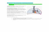 Bloque 2. El sistema cardiopulmonar · PDF fileBloque 2. El sistema cardiopulmonar TEMA 1. Sistema respiratorio. Características, estructura y funciones. Para obtener energía nuestras