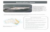 Australian bass final draft - Department of Primary · PDF fileAustralian bass rely on both freshwater and estuarine habitats. In the past, freshwater catchments and estuaries have