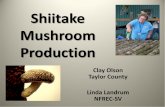 Shitake Mushroom Production - Small Farms / Alternative ... â€¢Cultivated in Asia for over 800 years â€¢Third most widely produced mushroom in the world â€¢One of the top