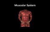 Muscular System - FCSC Library Home Page System.pdf · muscular system as well as learn how muscles get their names (nomenclature). The students will be able to categorize the ...