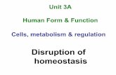 Unit 3A Human Form & Function Cells, metabolism & · PDF fileIf homeostasis cannot be maintained within tolerance limits, our body cannot function properly – consequently, we are