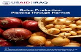 Onion Production: Planting Through · PDF fileOnion Production: Planting Through Harvest 2012 ... Onions are the fourth most consumed vegetable in Iraq after tomatoes, potatoes and