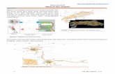 Neuron dan Impuls - Konsep Biologi · PDF filehewan. Di sini akan ... 5 ©Sf. Eko Yulianto., S. Si Gambar 15. ... Gambar 14. Sel glia pada system saraf Gambar 16. Pembagian Simpatetik