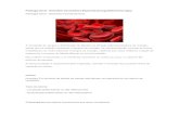 Patologia Geral - Distúrbios Circulatórios (Hiperemia ...locasites.net/PDF/circulatorio.pdf · Patologia Geral - Distúrbios Hemodinâmicos A circulação do sangue e distribuição