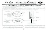 Bio Factsheet - CXC® CAPE® Biology Resources For ... · PDF fileBio Factsheet 1 Number 146 Tracheids, Vessels and Sieve Tubes ... A sieve tube and its companion cells forms a functional
