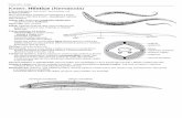 Přehled 32 Hlístice GMH - gymh.cz · PDF filePřehled GMH – biologie Kmen: Hlístice (Nematoda) Tělo je jednoduché „ červovité“, bez kon četin, má kruhový pr ůřez
