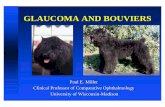 GLAUCOMA AND BOUVIERS - Bouvier Health  · PDF fileGLAUCOMA AND BOUVIERS Paul E. Miller Clinical Professor of Comparative Ophthalmology University of Wisconsin-Madison