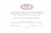 Corso di Laurea in Biotecnologie - atomniaatomnia.com/wp-content/uploads/2017/05/Tesi-A.-Murabito-.pdf · mitochondria via trans-interaction between the carboxyl terminal ... acceptor