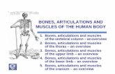 BONES , ARTICULATIONS AND MUSCLES OF THE …nikolai.lazarov.pro/lectures/2014/pharmacy/05_Locomotor_Apparatus.pdf · Bones, articulations and muscles of the vertebral column ... Bones,