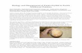 Biology and Management of Potato Psyllid in Pacific ... · PDF fileBiology and Management of Potato Psyllid in Pacific Northwest Potatoes. ... axillary bud and aerial tuber proliferation,