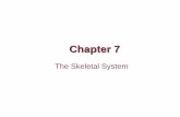 Chapter 7 The Skeletal System - Linn–Benton Community …cf.linnbenton.edu/mathsci/bio/klockj/upload/Chapter_007skeletal.pdf · the skeletal system •Identify long bone structures