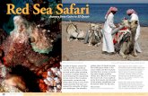 Red Sea Safari - X-Ray  · PDF file28 x-ray mag : 47 : 2012 editorial features travel news equipment books science & ecology education profiles portfolio classified