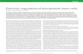 Extrinsic regulation of pluripotent stem cellsbiochemistry.okstate.edu/copy_of_file-prelim-pdfs-cohorts-2011... · Extrinsic regulation of pluripotent stem cells ... These cell types