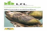 Weizenkrankheiten - LfL · PDF filetektivleistung der Strobilurine ist vielerorts durch Resistenz-bildung beeinträchtigt. ... Schwächung der Pflanzen durch Wit-terungsstress, Krankheiten,