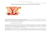 Patologia benigna del corpo uterino - sunhope.it. Patologia benigna del corpo uterino.pdf · 1 Lezione ginecologia 12/12 Prof.Cobellis Patologia benigna del corpo uterino È una delle