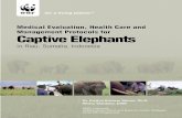 Medical Evaluation, Health Care and Management Protocols ...assets.wwfid.panda.org/downloads/elephantreport_indo.pdf · yang menurut laporan merupakan bahan ... Luka-luka akibat pergesekan