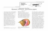 Species Profile Queen Conch, Strombus · PDF fileThe queen conch, Strombus gigas, ... at the end of the single, black-speckled foot propels the conch ... ing season is March to October,