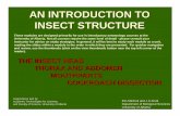 AN INTRODUCTION TO INSECT STRUCTURE - · PDF fileAN INTRODUCTION TO INSECT STRUCTURE ... dorsal aspect Drawing of dissected cockroach head showing brain and related ... (wing supination)