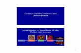 Colon Cancer Genetics and Development - Columbia · PDF fileColon Cancer Genetics and Development ... Colon and rectum NORMAL EPITHELIUM ... • Commonly (A)n or (CA)n/(GT)n repeats