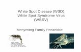 White Spot Disease (WSD) White Spot Syndrome Virus …staff.unila.ac.id/gnugroho/files/2014/05/Bahan-Kuliah-Karsinologi... · pada budidaya udang Penaeus japonicus ... kepiting, rajungan