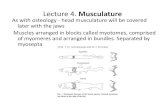 Lecture 4. Musculature - Rhodes University · PDF fileLecture 4.Musculature As with osteology‐ head musculature will be covered later with the jaws Muscles arranged in blocks called