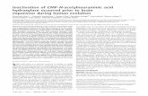 Inactivation of CMP-N-acetylneuraminic acid hydroxylase ...cmm.ucsd.edu/varki/varkilab/Publications/A129.pdf · Inactivation of CMP-N-acetylneuraminic acid hydroxylase occurred prior