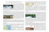 The Murray - Darling Rivers 444 cumsecs. Fraser Island’s ... · PDF file13.06.2017 · 2 vital project. Our manufacturing industry would get a welcome boost to make pipes, pumps,
