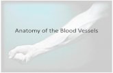 Anatomy of the Blood Vessels - · PDF fileMicroscopic Anatomy of Blood Vessels Structure of Blood Vessels (a) Arteries and (b) veins share the same general features, but the walls