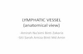 LYMPHATIC VESSEL (anatomical view) · PDF fileLYMPHATIC VESSEL (anatomical view) -Amirah Nu’aimi Binti Zakaria -Siti Sarah Amiza Binti Md Amin
