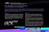 EUROPEAN RED FOX (VULPES VULPES) - Department of · PDF fileEUROPEAN RED FOX (VULPES VULPES) Since they were introduced for recreational hunting in the mid-1800s, foxes have spread