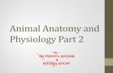 Animal Anatomy and Physiology Part 2 · PDF fileAnimal Anatomy and Physiology Part 2 By : ARI WIBOWO, ... • Location • Under the lower ... Endocrine System • Adrenal Gland •