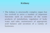 Kidney - conursing.uobaghdad fileKidney •The kidney is ... regulation of body water and salts, maintenance of appropriate ... Alteration in kidney position 3. Alteration in kidney