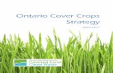Ontario Cover Crop s Strategy - · PDF fileaspect of any sustainable cropping system due ... Dr. Laura Van Eerd has been doing cover ... (EFAO) - Library stores research protocols
