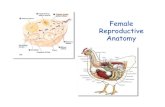 Female Reproductive Anatomy - The Medical of Reproduction/BOR... · Female Reproductive Anatomy. ... Gross Anatomy - Fish Perch ... Female Anatomy 10.ppt Author: Lou Guillette Created