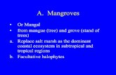 A. Mangroves - University of Arizona · PDF filea. mangrove succession to stable community in average time between major hurricanes b. Wipe out larger mangroves, small trees in gaps