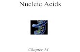Nucleic Acids - Saddleback Goals 1. Describe the makeup of nucleosides, nucleotides, oligonucleotides, and polynucleotides. 2. Describe the primary structure of DNA and ... •Nucleic