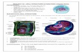 BIOLOGY 12 - CELL STRUCTURE & FUNCTION: … ORGANELLES.pdf...BIOLOGY 12 - CELL STRUCTURE & FUNCTION: Chapter Notes. Intersting Facts • Some cells are large. e.g. some giant algal